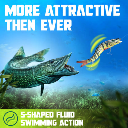 S-shaped fluid swimming action of INNOTAK perch swimbait attracting a northern pike